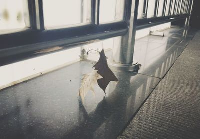 Close-up of cat hanging on window