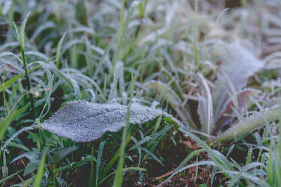 Close-up of frozen plant on field
