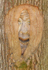 Close-up of animal skull on tree trunk