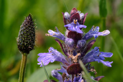Close-up of bee on purple flowering plant