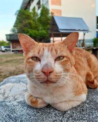 Close-up portrait of tabby cat