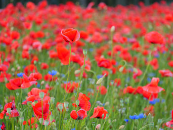 Close-up of red poppy flowers on field