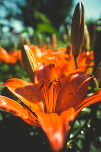 Close-up of orange flower