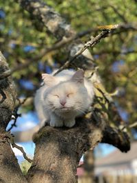 Low angle view of a cat on tree