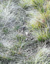 High angle view of grass on field