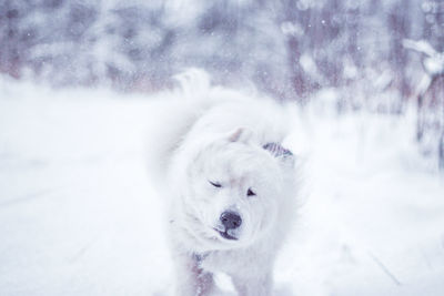 White dog in snow