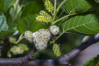 Close-up of flowering plant