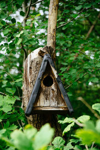 Close-up of birdhouse on tree trunk