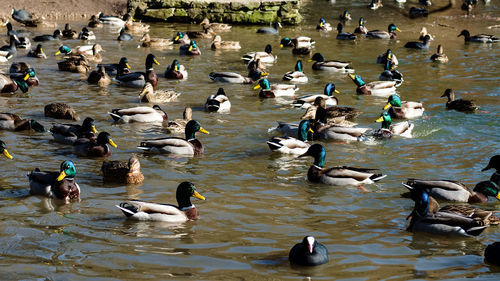 High angle view of birds in lake