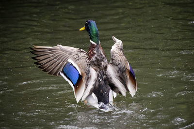 Birds on lake