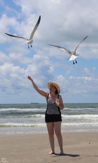 Low angle view of seagull flying over beach