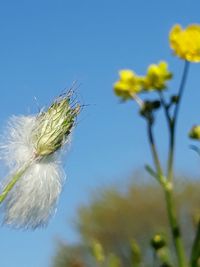 Close-up of white flowering plant against blue sky