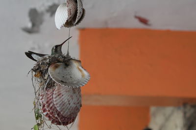 Close-up of bird eating food against wall