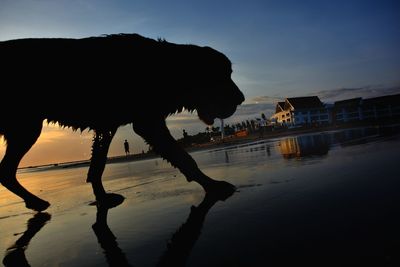 Silhouette men on beach against sky during sunset