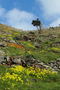 Scenic view of flowering plants on land against sky