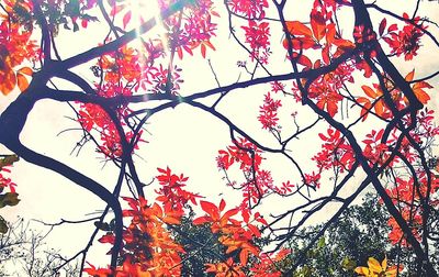 Low angle view of tree
