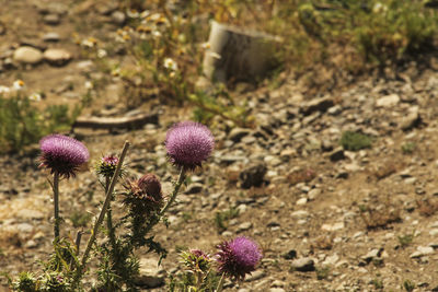 Close-up of thistle flowers