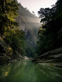 Scenic view of river flowing through forest