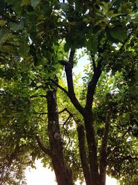 Low angle view of tree against sky