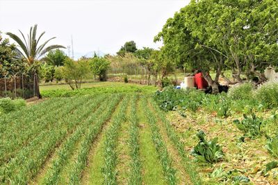 Scenic view of agricultural field against sky