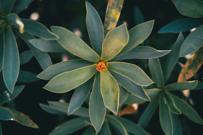 Close-up of plant growing outdoors