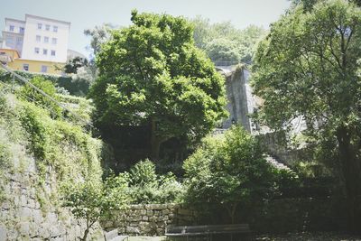 Plants growing on tree