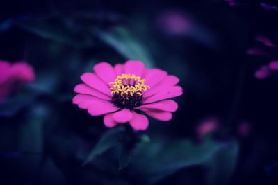 Close-up of pink flower