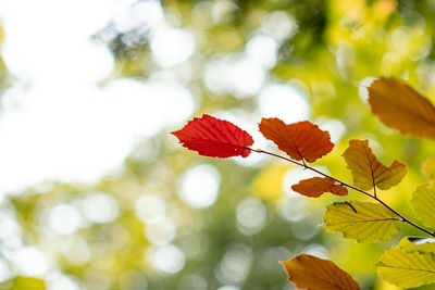 Low angle view of autumnal leaves against blurred background