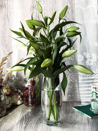 Close-up of potted plant