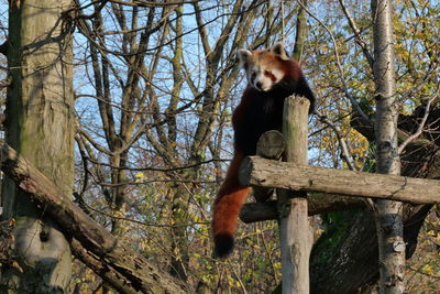 Bird perching on tree