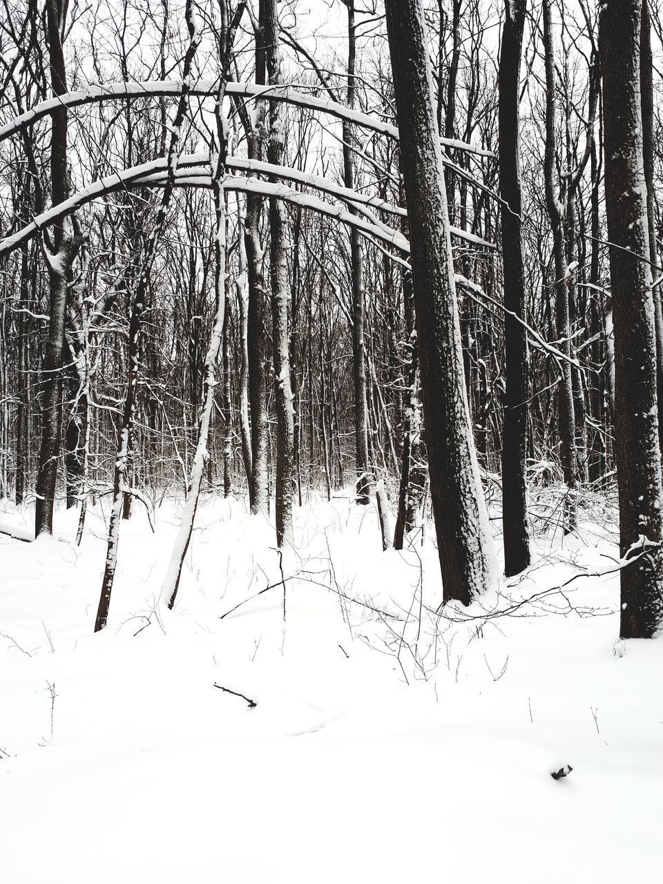 BARE TREES ON SNOW COVERED LAND