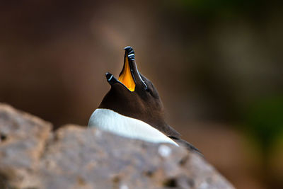 View of bird on rock