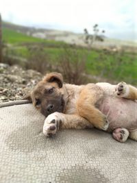 Portrait of a dog sleeping