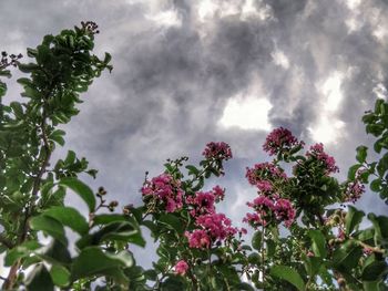 Low angle view of flower tree against sky