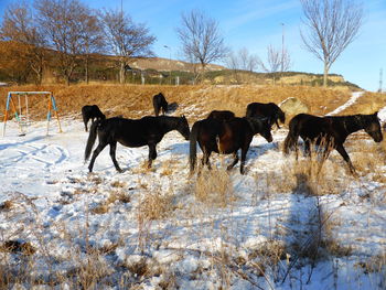 Horses on snow covered field