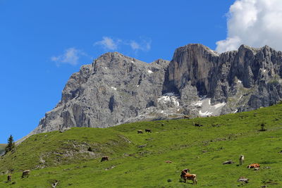 Low angle view of cows grazing on grassy field against mountain