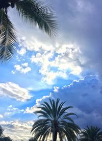 Low angle view of palm trees against sky