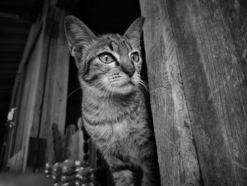 Close-up portrait of a cat