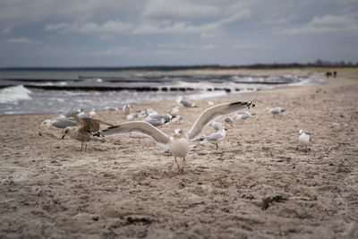 Birds on beach