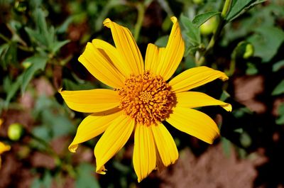 Close-up of yellow flower