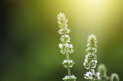 Close-up of flowering plant