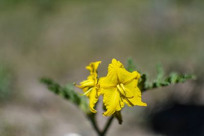 Close-up of yellow flowering plant