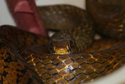 Close-up of snake