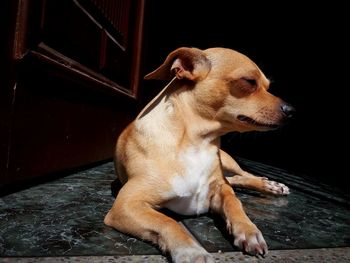 Brown stray dog sitting on floor