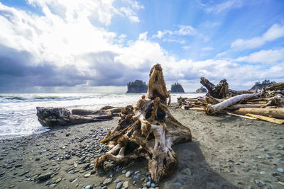 Driftwood on beach against sky