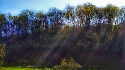 Low angle view of trees in forest against sky