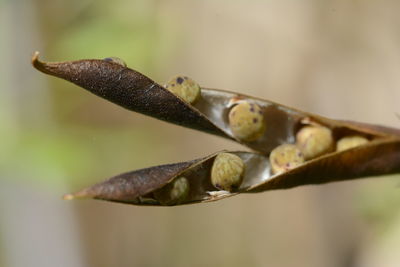 Close-up of plant against blurred background