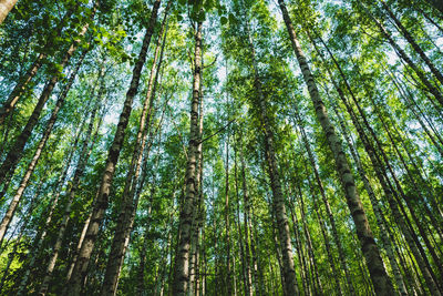 Low angle view of trees in forest