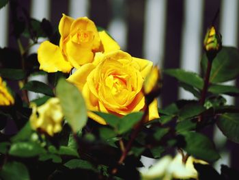Close-up of yellow rose