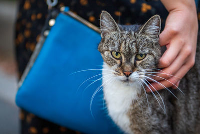 Close-up portrait of tabby cat